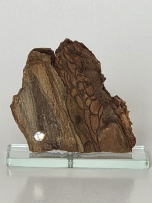 Ecorce 1